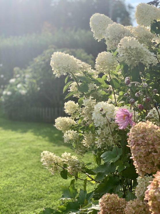 Bild von huckleberryfriend Bild von huckleberryfriend