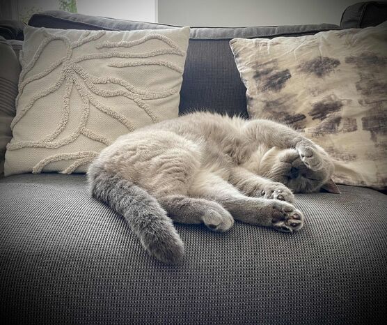 Bild von huckleberryfriend Bild von huckleberryfriend