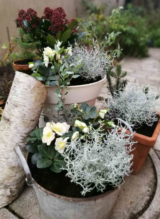 Bild von Vorstadtweibchen Bild von Vorstadtweibchen