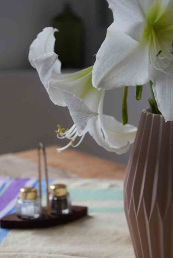 Bild von Vorstadtweibchen Bild von Vorstadtweibchen