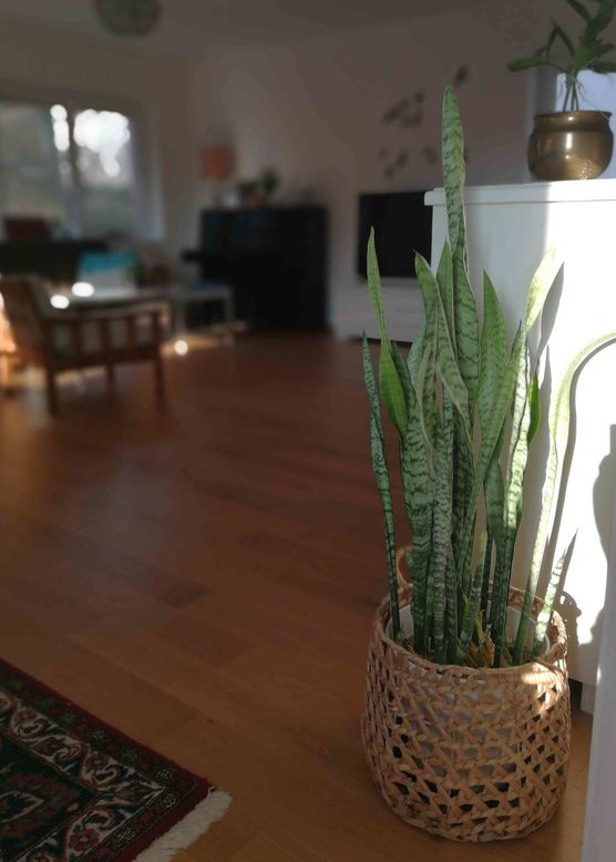 Bild von Vorstadtweibchen Bild von Vorstadtweibchen