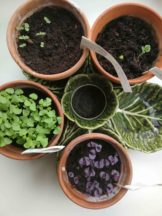 Bild von Vorstadtweibchen Bild von Vorstadtweibchen