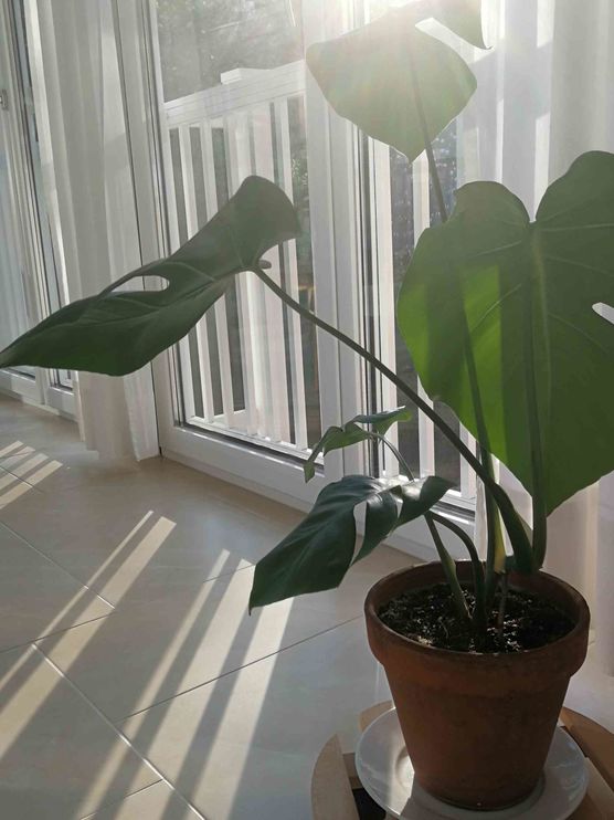 Bild von Vorstadtweibchen Bild von Vorstadtweibchen