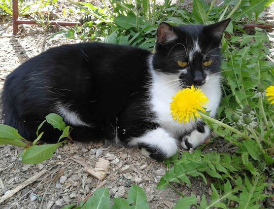 Bild von Vorstadtweibchen Bild von Vorstadtweibchen