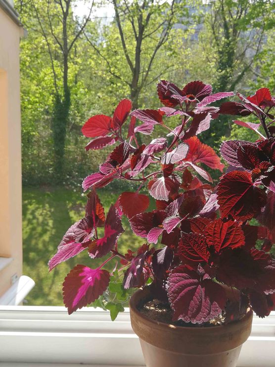 Bild von Vorstadtweibchen Bild von Vorstadtweibchen