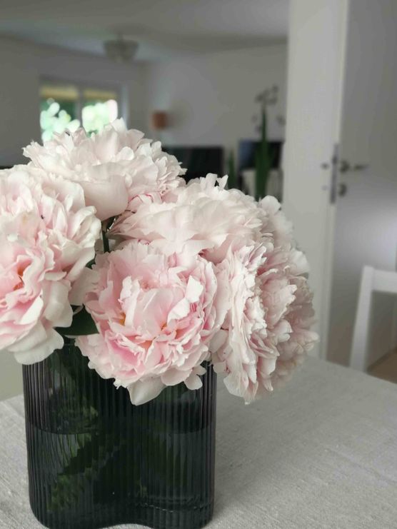 Bild von Vorstadtweibchen Bild von Vorstadtweibchen