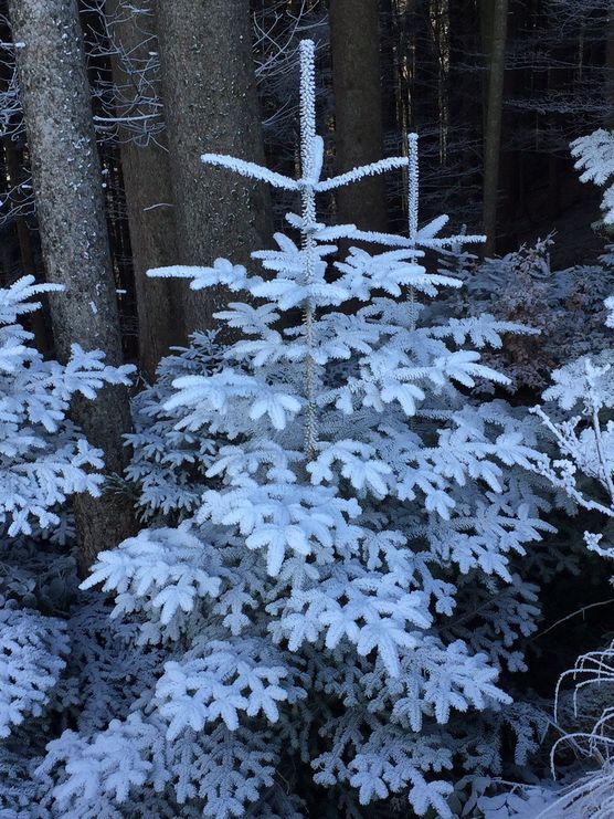 Das Brüderchen meines weißen Baumes - aus der Natur! Das Brüderchen meines weißen Baumes - aus der Natur!