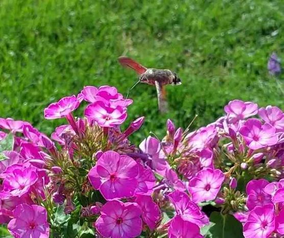 Bild von Robbysweety Bild von Robbysweety