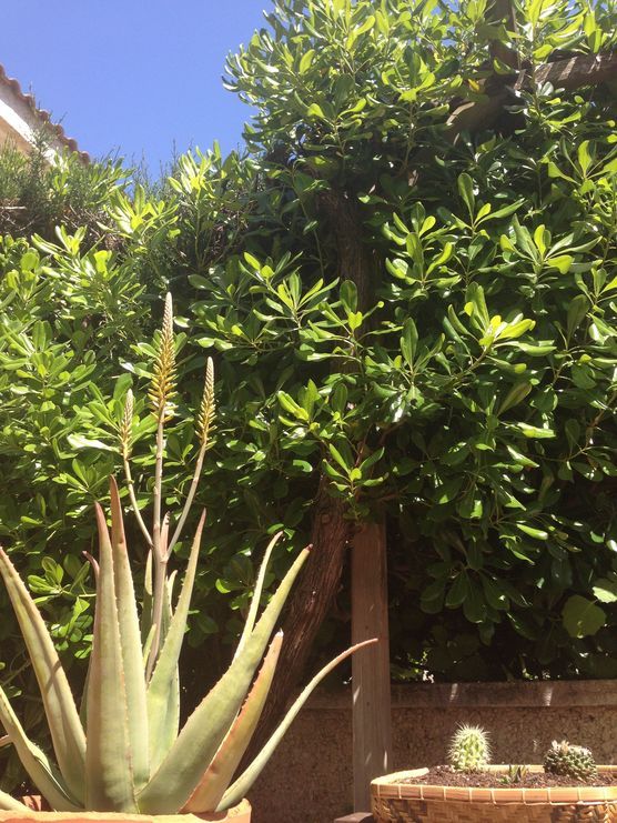 Sie blühen Sie blühen