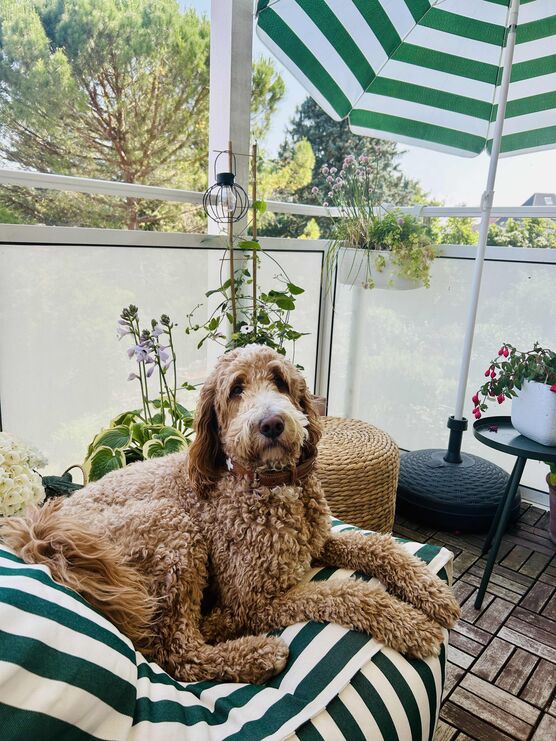 Bild von Trude Bild von Trude