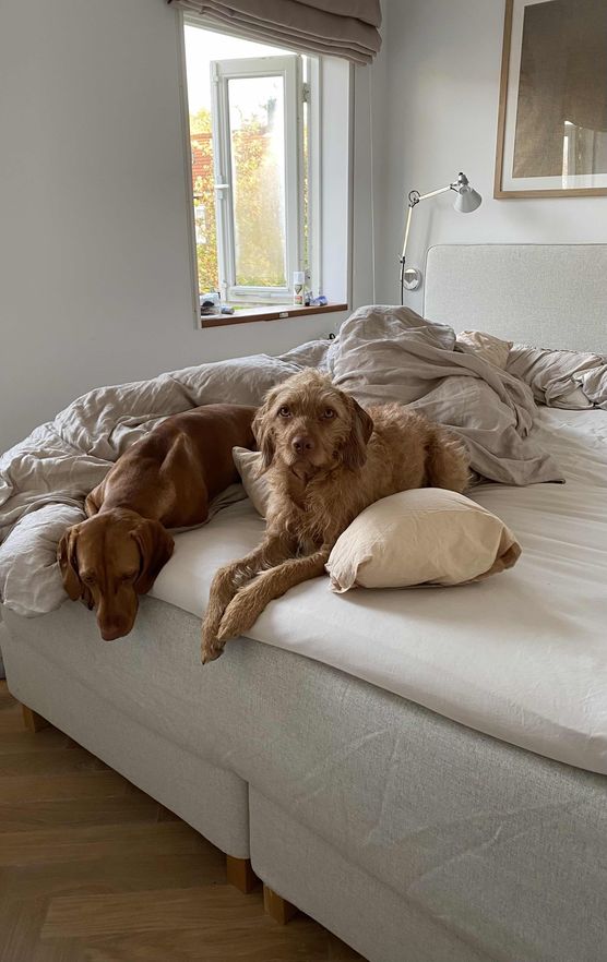 Bild von two dogs and a house Bild von two dogs and a house