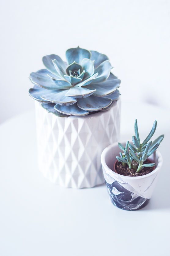 Neue Sukkulenti - neues Glück Neue Sukkulenti - neues Glück