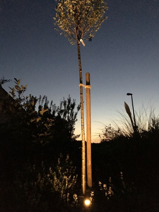....abends auf der Westterrasse .....die Pflanzen wachsen....freu ....abends auf der Westterrasse .....die Pflanzen wachsen....freu