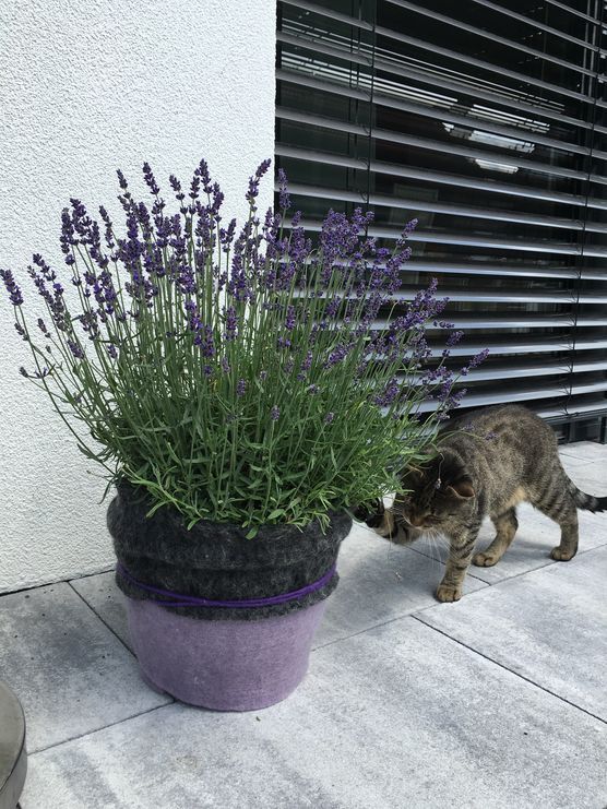 Carlo......unser haariger Freund....;-) Carlo......unser haariger Freund....;-)