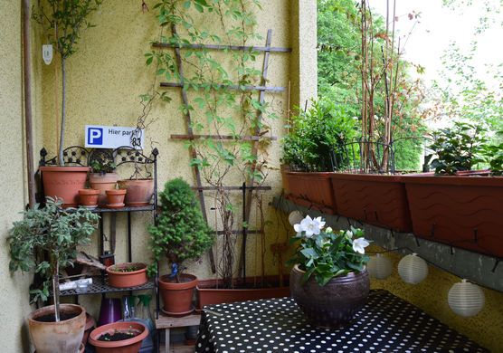 Es grünt so grün .... der Balkon! ☺️ Es grünt so grün .... der Balkon! ☺️