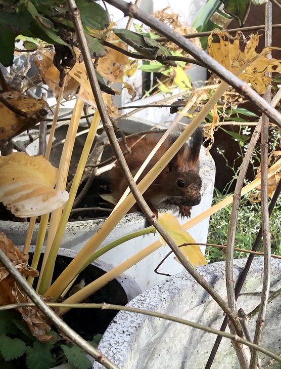 Herbstlicher Besuch…erst in dem Herbstlicher Besuch…erst in dem
