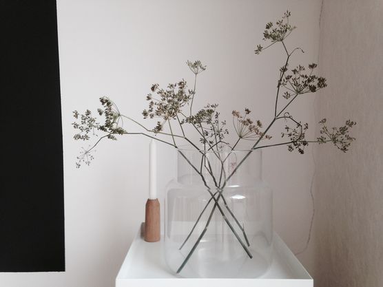 Heute in der Vase: Fenchel! Heute in der Vase: Fenchel!