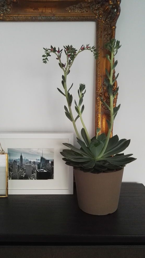 Neues Sukkulenten-Schätzchen im Schlafzimmer Neues Sukkulenten-Schätzchen im Schlafzimmer