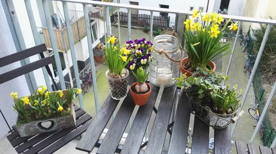 Frühjahrsblüher auf dem Balkon... inzwischen steht dort die zweite Blumen-Generation der Saison Frühjahrsblüher auf dem Balkon... inzwischen steht dort die zweite Blumen-Generation der Saison