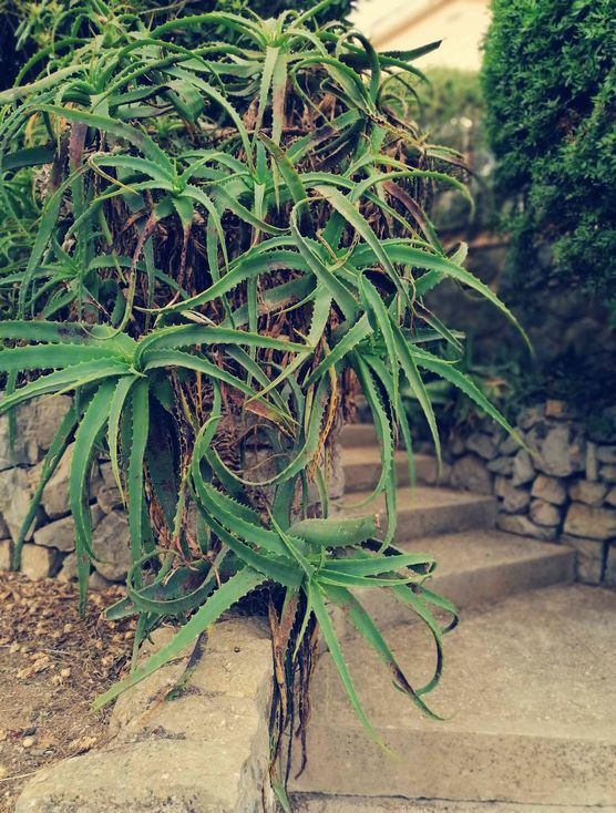 Bild von Rose Kanadas Bild von Rose Kanadas