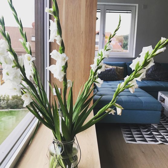 Gladiolen im Wohnzimmer Gladiolen im Wohnzimmer