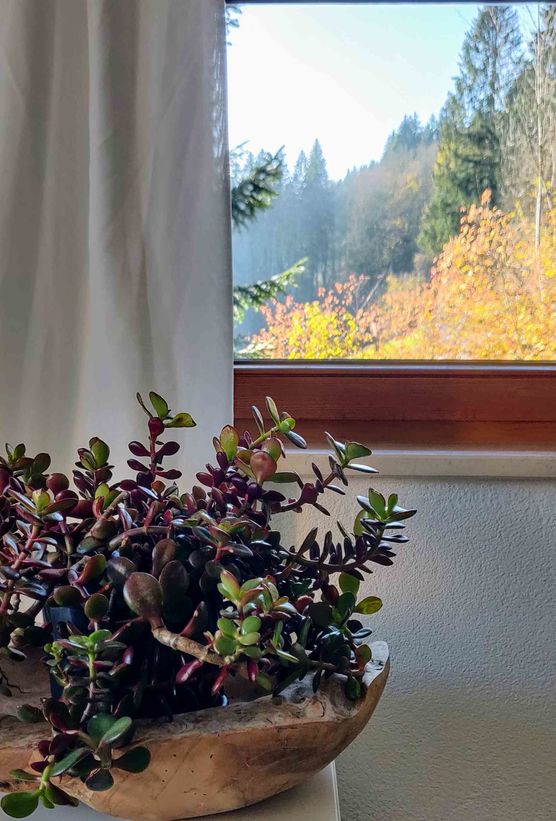 Bild von S_nature_living Bild von S_nature_living