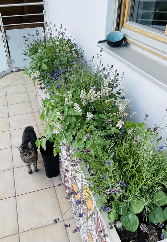 Bild von DaniHubi Bild von DaniHubi