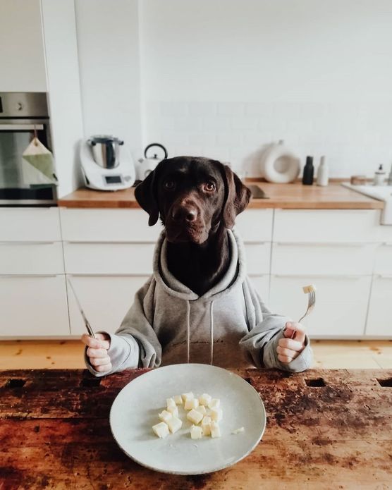 Happy birthday kleiner Igel, Happy birthday kleiner Igel,