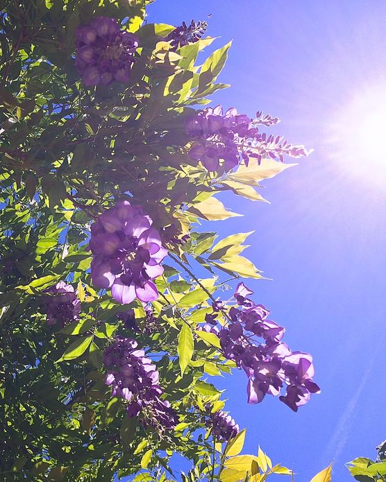 * Blauregen unter strahlender * Blauregen unter strahlender