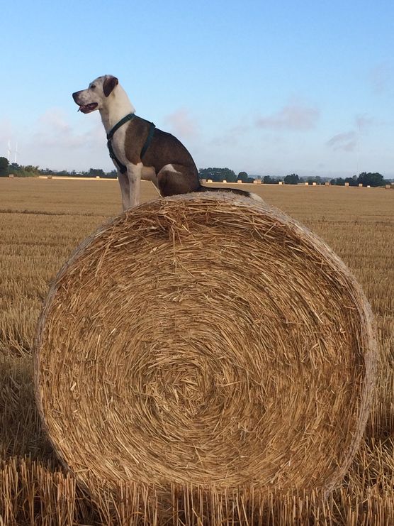 * Alles unter Kontrolle * Alles unter Kontrolle