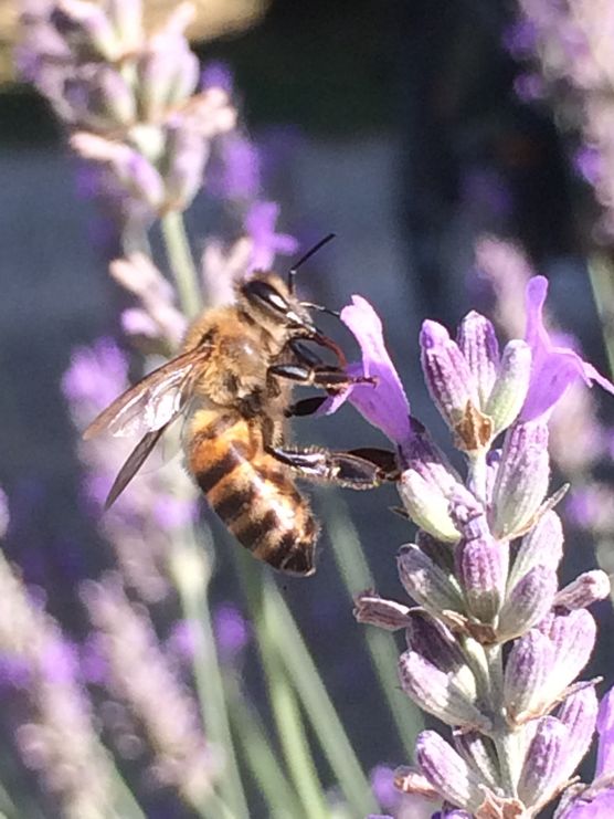 * Nahaufnahme * * Nahaufnahme *