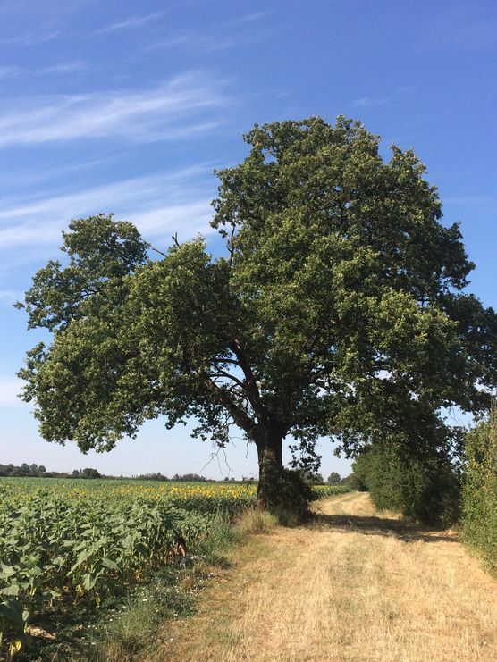 Die Eiche ist jedes Die Eiche ist jedes