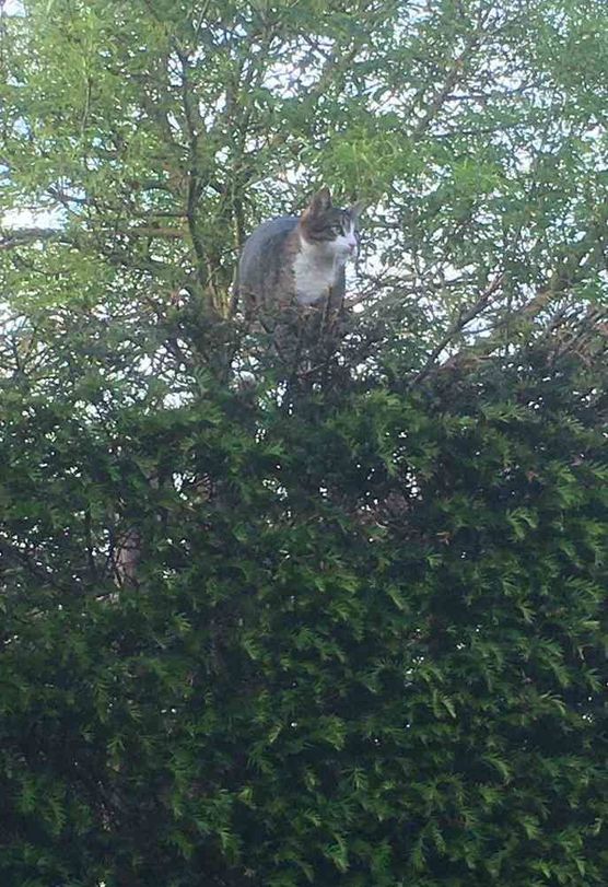 Bild von Braunelle Bild von Braunelle