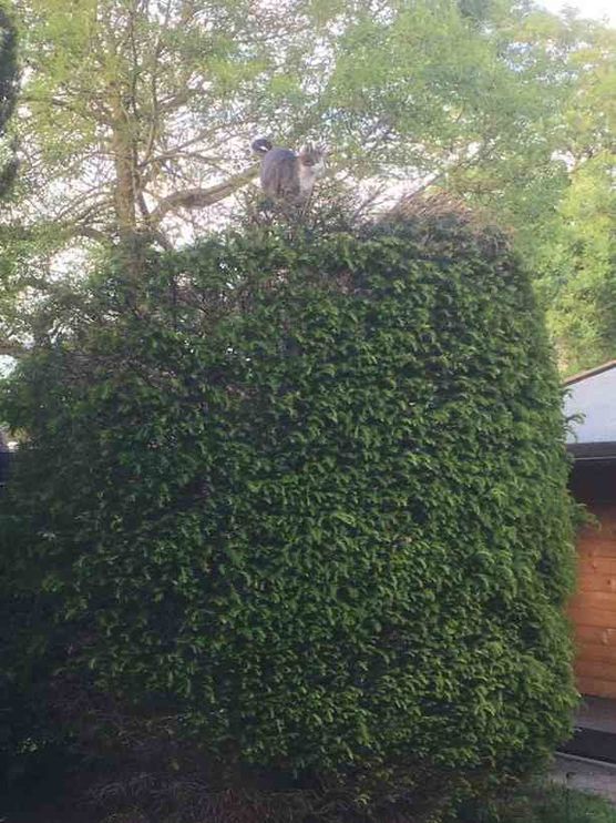 Bild von Braunelle Bild von Braunelle