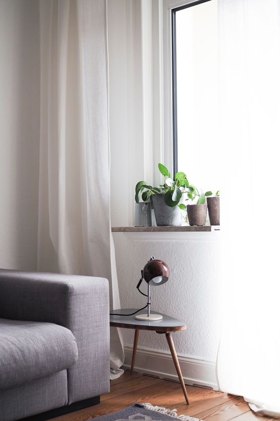 Meine Pilea Babies Meine Pilea Babies