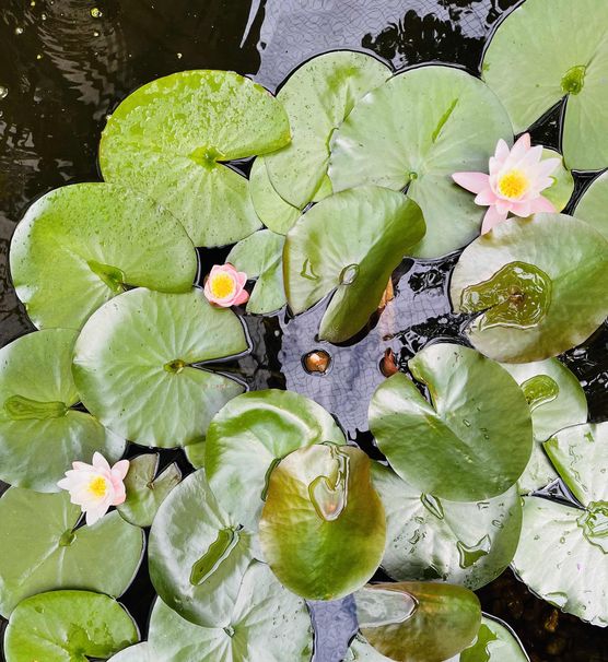 Bild von Sonnesching Bild von Sonnesching