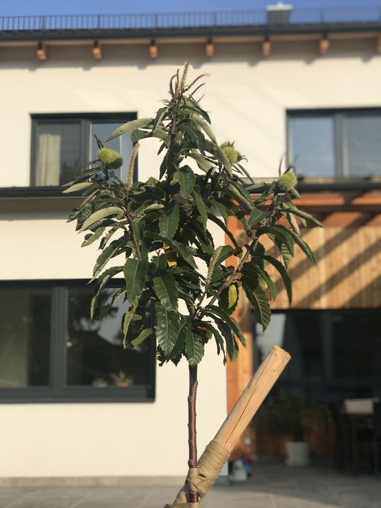 Ich liebe unseren süßen, Ich liebe unseren süßen,