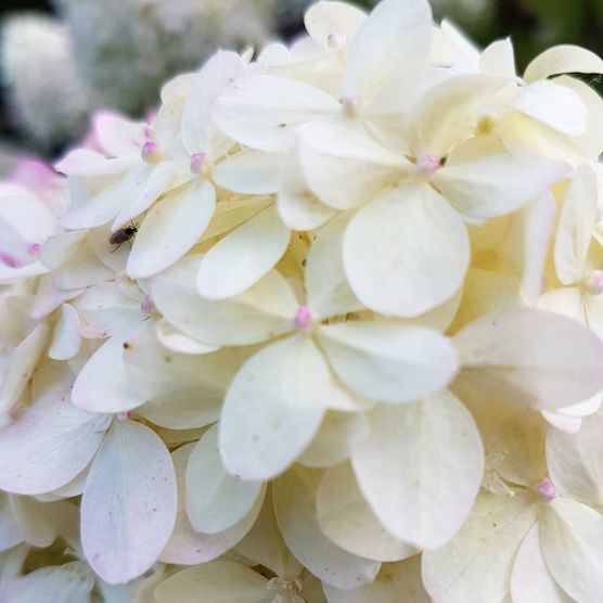 Hortensienliebe Hortensienliebe