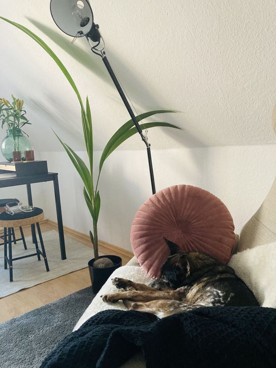 Verdammt, da hab ich Verdammt, da hab ich