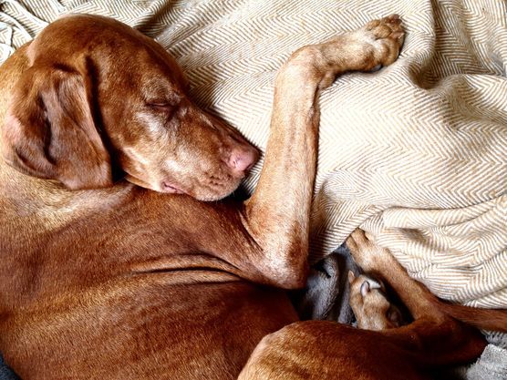 Die beste und kuscheligste Mitbewohnerin! Die beste und kuscheligste Mitbewohnerin!