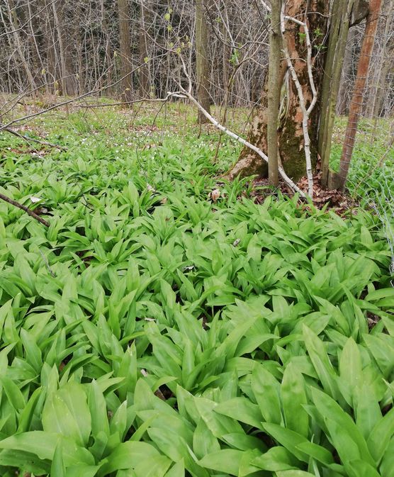 Bild von Freesie Bild von Freesie