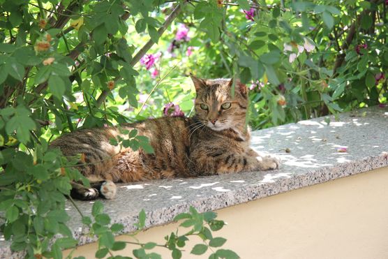 Madame le chat genießt Madame le chat genießt