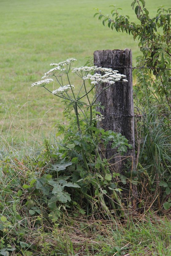 Auf Spaziergängen kommt bei Auf Spaziergängen kommt bei