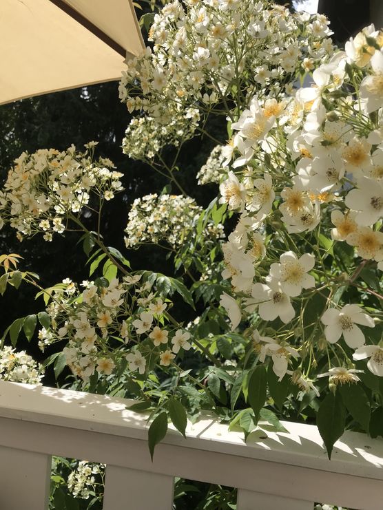 Ihr glaubt nicht, was Ihr glaubt nicht, was