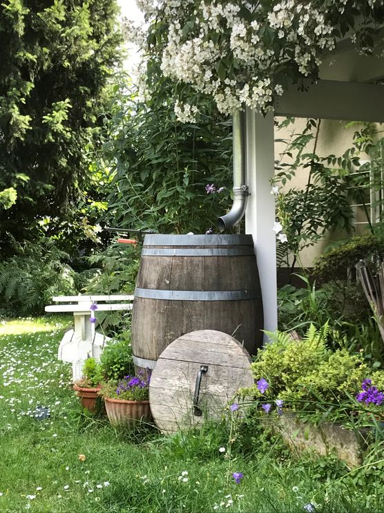 Ich liebe weiße Rosen Ich liebe weiße Rosen