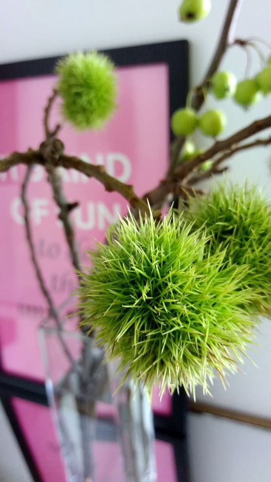 Geschenke des Spätsommers :relaxed: Geschenke des Spätsommers :relaxed: