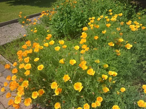 Blumen ums ganze Haus Blumen ums ganze Haus