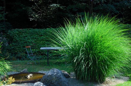 Schattiges Plätzchen Schattiges Plätzchen