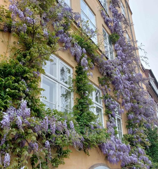 Bild von Flora Alma Bild von Flora Alma