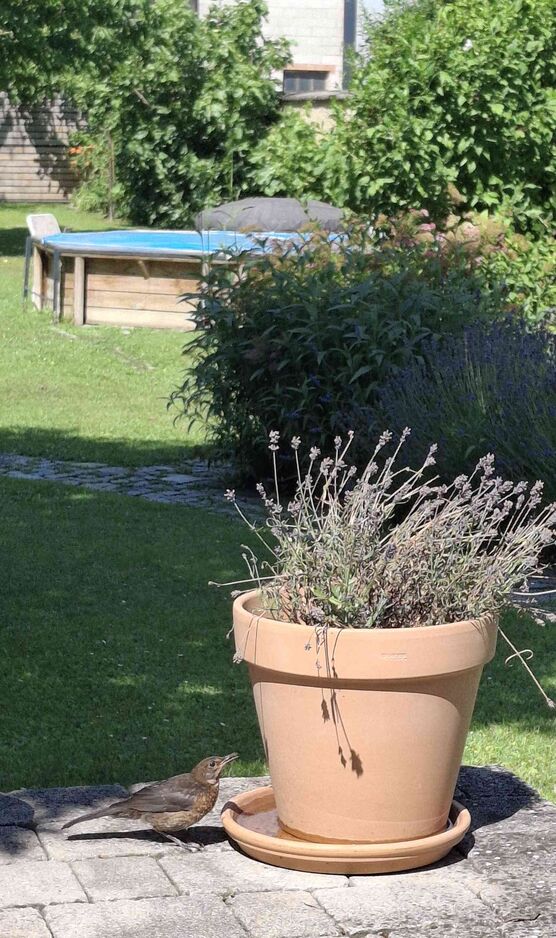 Bild von Räumelein Bild von Räumelein